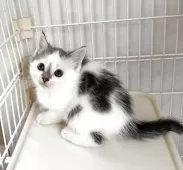 マンチカン(長足)【埼玉県・男の子・2025年9月16日・ブルータビーホワイト】の写真2