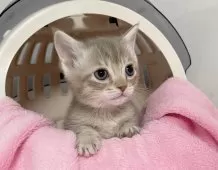 マンチカン(短足)【埼玉県・男の子・2025年2月6日・ライラックタビー】の写真3