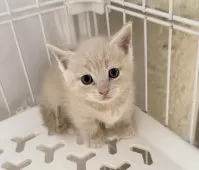 マンチカン(短足)【埼玉県・男の子・2025年9月8日・クリームタビー】の写真9