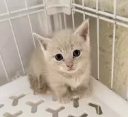 マンチカン(短足)【埼玉県・男の子・2025年9月8日・クリームタビー】の写真10