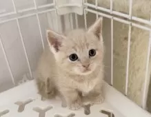 マンチカン(短足)【埼玉県・男の子・2025年9月8日・クリームタビー】の写真11