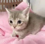 マンチカン(短足)【埼玉県・男の子・2025年2月6日・ライラックタビー】の写真5