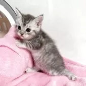 マンチカン(長足)【埼玉県・女の子・2025年9月15日・ブルートービー】の写真5