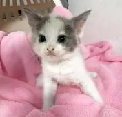 マンチカン(長足)【埼玉県・女の子・2025年9月15日・ブルートービーホワイト】の写真5