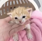 マンチカン(長足)【埼玉県・女の子・2026年1月14日・レッドタビーホワイト】の写真11