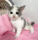 マンチカン(長足)【埼玉県・女の子・2025年9月15日・ブルートービーホワイト】の写真7