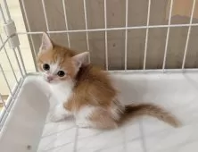 マンチカン(長足)【埼玉県・女の子・2025年8月1日・レッドタビーホワイト】の写真8