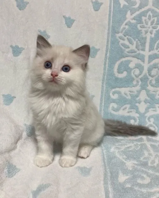 ID：2205-03014の子猫