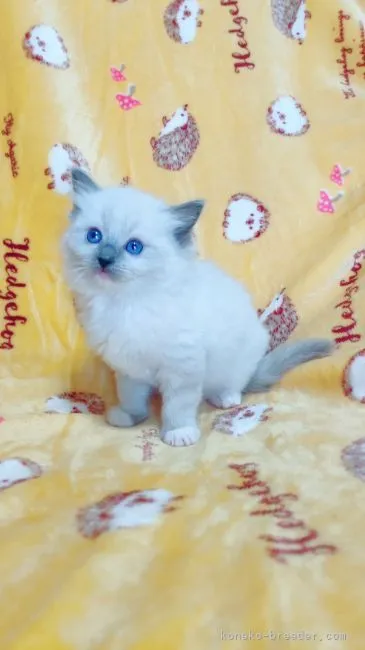 ID：2202-01614の子猫