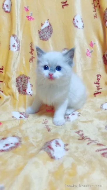 ID：2203-00192の子猫