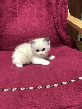 ラグドール【千葉県・女の子・2018年7月24日・ブルーポイントバイカラー】の写真「性格の良い、健康な子猫です。」