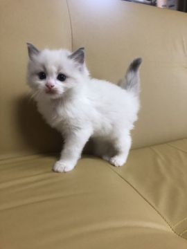 ラグドール【千葉県・男の子・2019年5月20日・ブルーポイントバイカラー（シルキー）】の写真「とても可愛いお顔の男の子です」