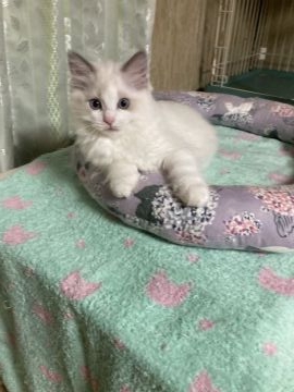 ラグドール【千葉県・女の子・2022年3月24日・ブルーポイントバイカラー（シルキー）】の写真「健康でよく食べ、もうドライフードも食べられます．」