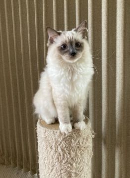 ラグドール【千葉県・女の子・2021年1月28日・ブルーポイントミテッド（シルキー）】の写真「ショータイプのとても綺麗なミテッドです。」