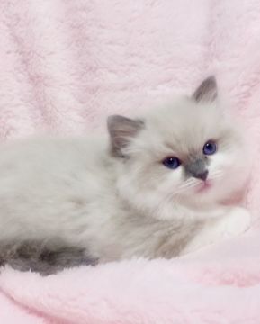 ラグドール【千葉県・女の子・2021年10月14日・ブルーポイントバイカラー（シルキー）】の写真「元気で良く遊びます。よく食べ、健康です。」
