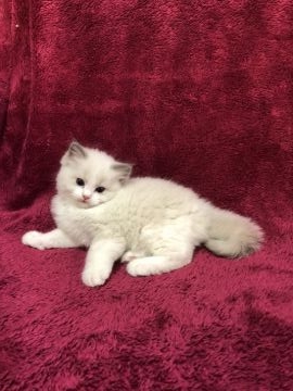 ラグドール【千葉県・女の子・2018年11月22日・ブルーポイントバイカラー（シルキー）】の写真「とても健康でしっかり育っています。性格も良く可愛い」