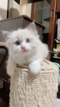 ラグドール【千葉県・男の子・2021年4月18日・ブルーポイントバイカラー（シルキー）】の写真「男の子らしくガッチリした体格です。
優しい子です」