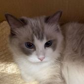 ラグドール【・女の子・2015年10月18日・ブルーポイントバイカラー】「2020/09/26撮影」