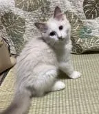 ラグドール【千葉県・男の子・2022年5月17日・ブルーポイントバイカラー】の写真4「2022/08/18日撮影」