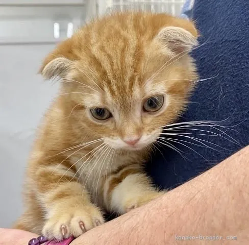 ID：2007-00393の子猫