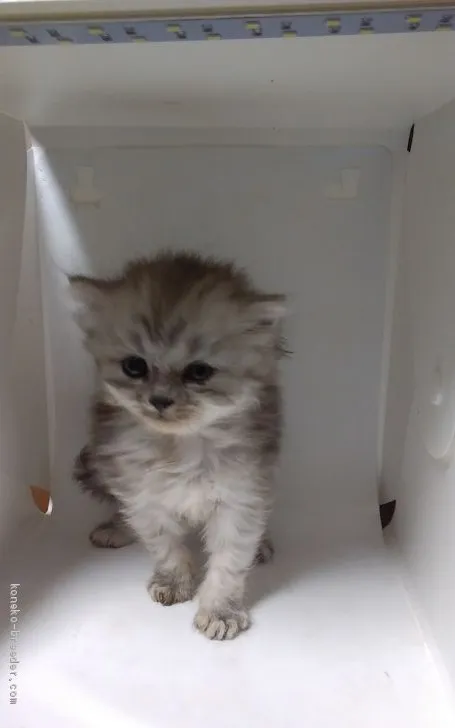 ID：1908-00737の子猫