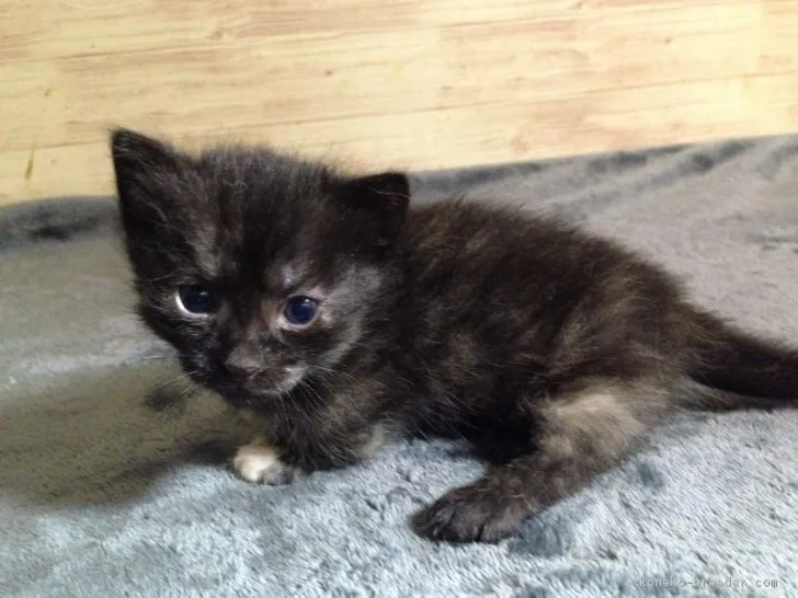 にゃんこせんせい 様のお迎えした子猫