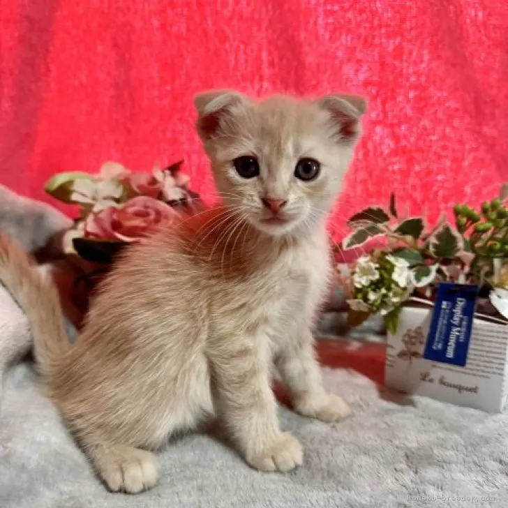 ID:2307-02356の子猫