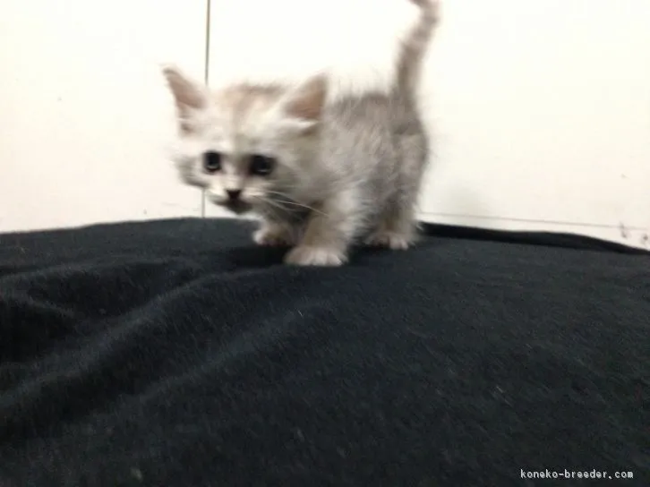 ID：1611-00583の子猫