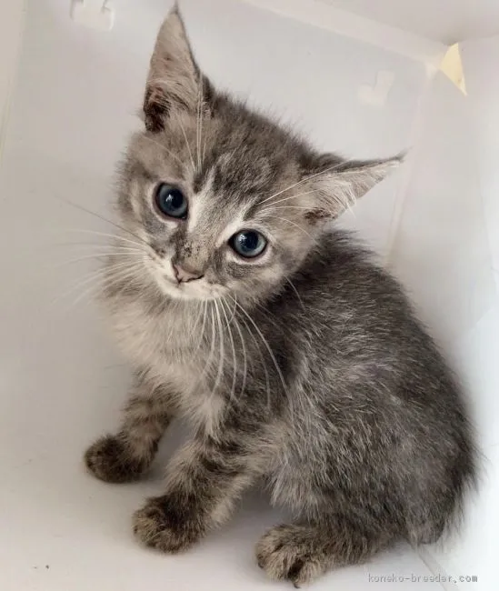 ID：1905-01541の子猫