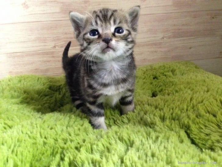 ID：1803-00558の子猫