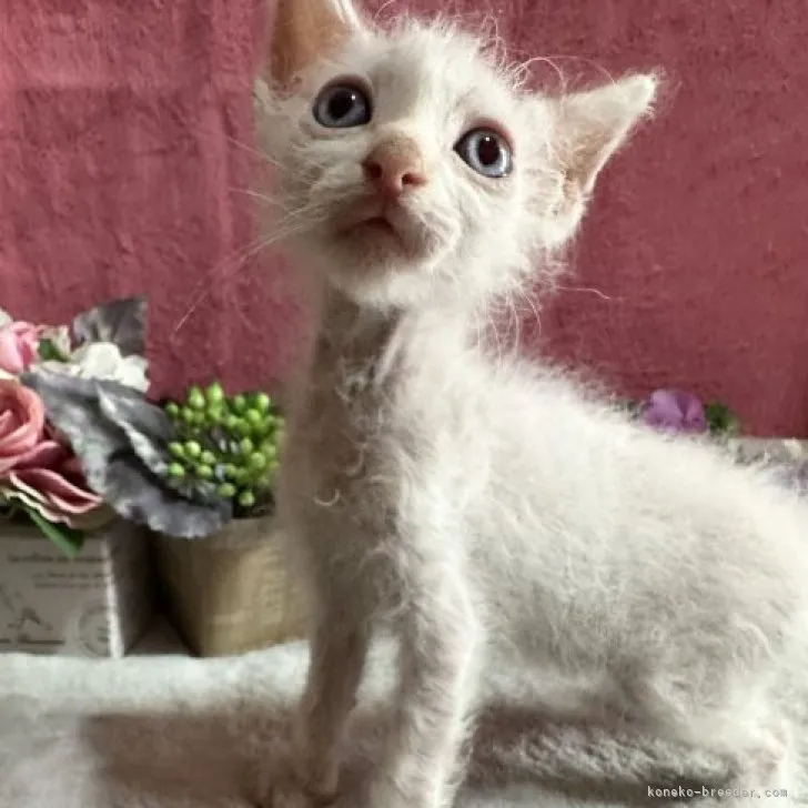 ID:2308-00755の子猫