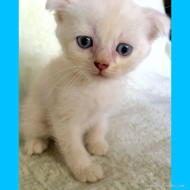 ID:1609-00221の子猫