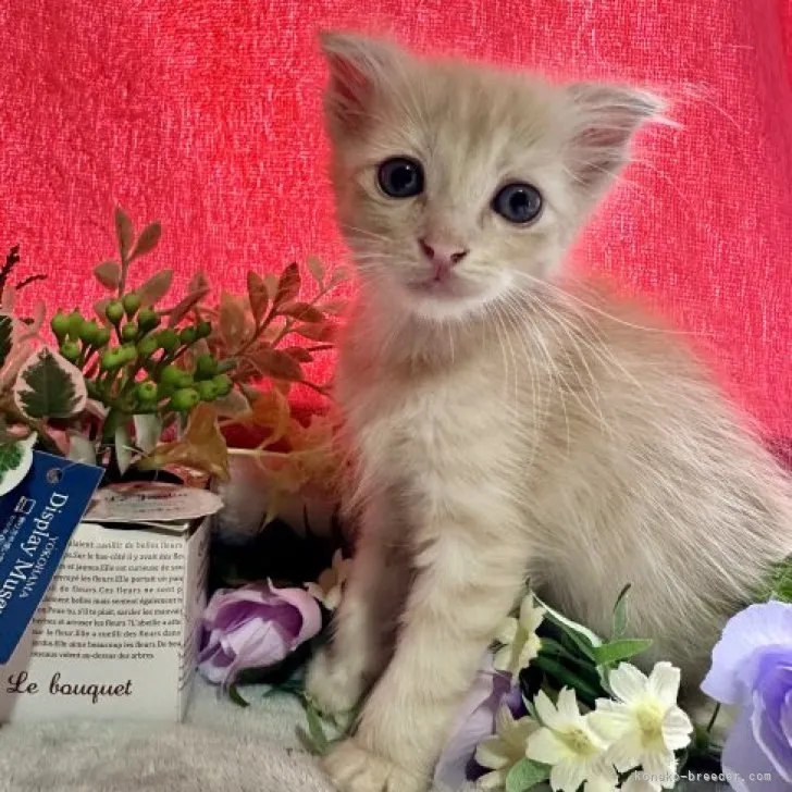 ID：2307-02374の子猫