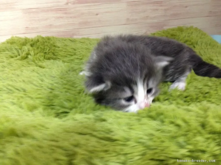 ID:1805-00513の子猫