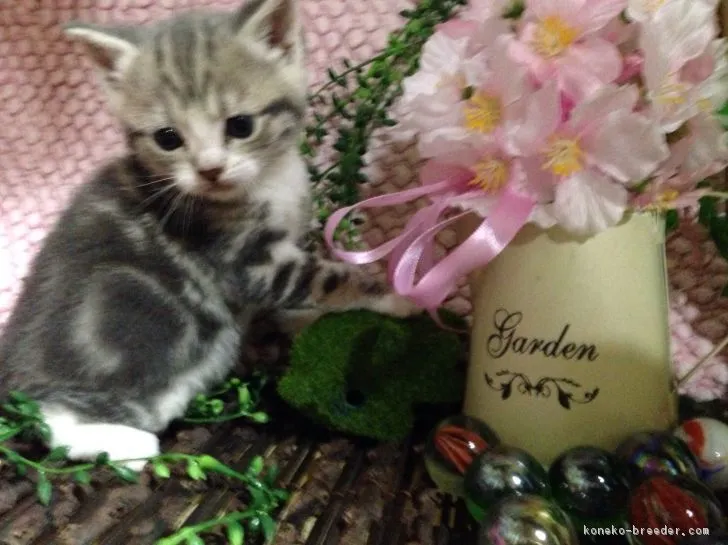 ID：1702-00577の子猫