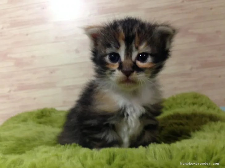 ID：1805-01190の子猫