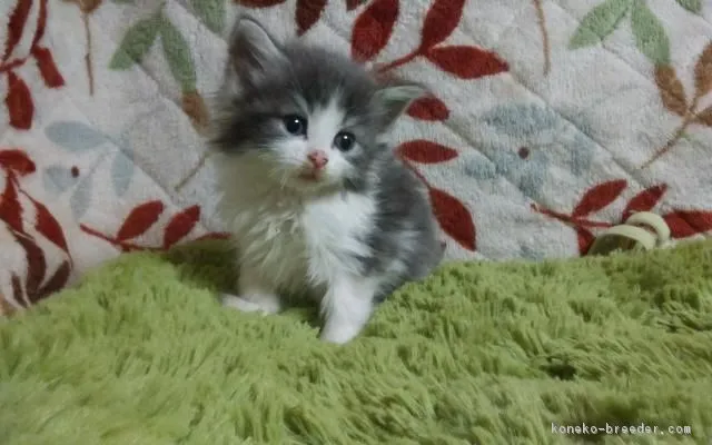 ID：1812-00489の子猫