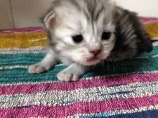 ID：1612-00555の子猫