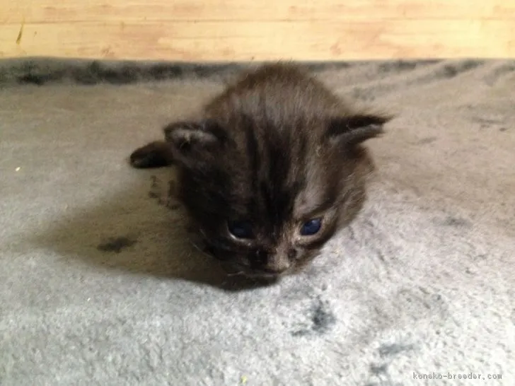 ID:1808-00948の子猫