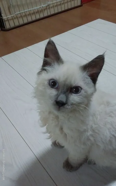ID:1912-01493の子猫