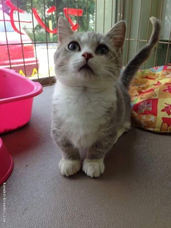 ID:1704-00352の子猫
