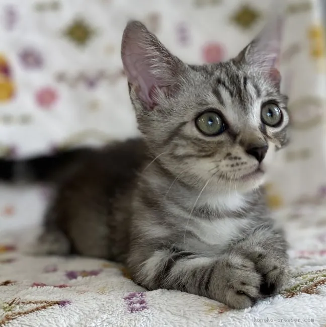 ID:2009-01734の子猫