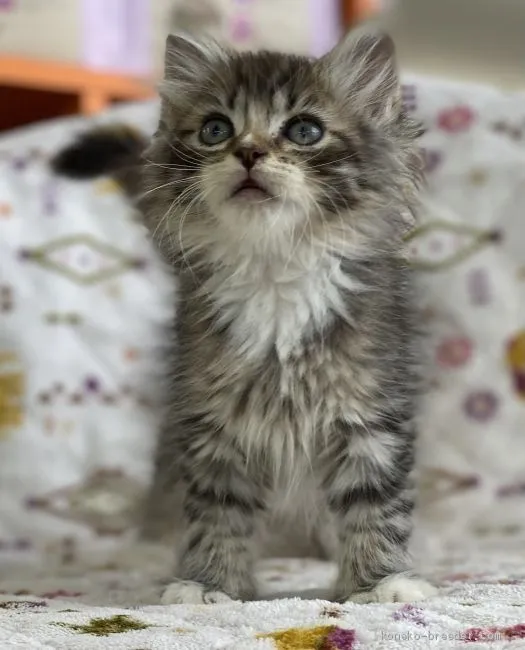 ID：2009-01838の子猫