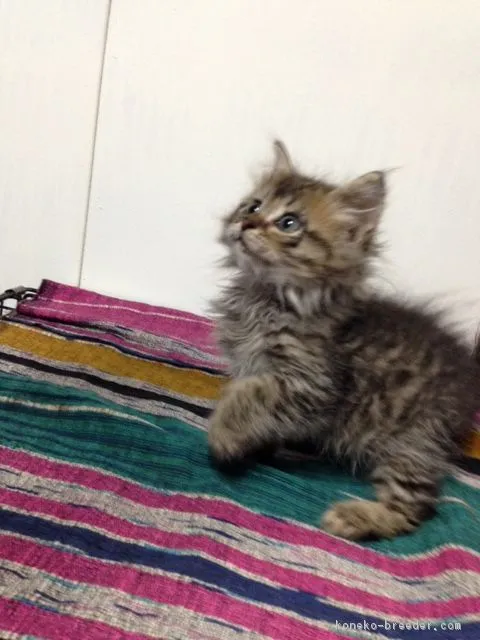 ID:1611-00316の子猫