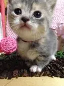 ID：1702-00194の子猫