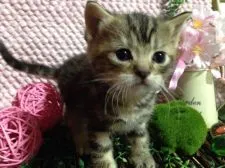 マンチカン【群馬県・女の子・2017年1月23日・ブラウンパッチドタビー】の写真1