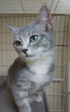 ラパーマ