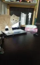 ノルウェージャンフォレストキャット【群馬県・男の子・2018年9月20日・クリームアンドホワイト】の写真1