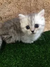 ミヌエット【群馬県・女の子・2017年4月12日・シルバータビー】の写真1