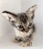 ラパーマ【群馬県・女の子・2019年4月11日・ブラウンタービー&ホワイトパッチド】の写真1